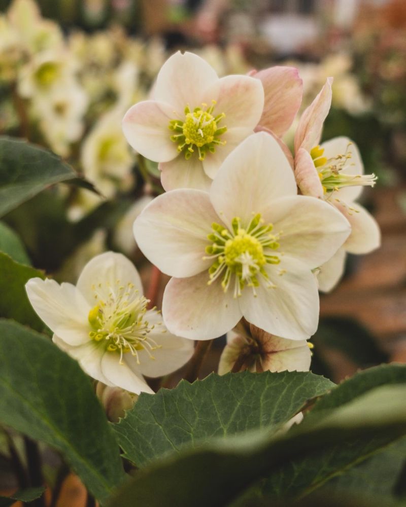 Hellebores