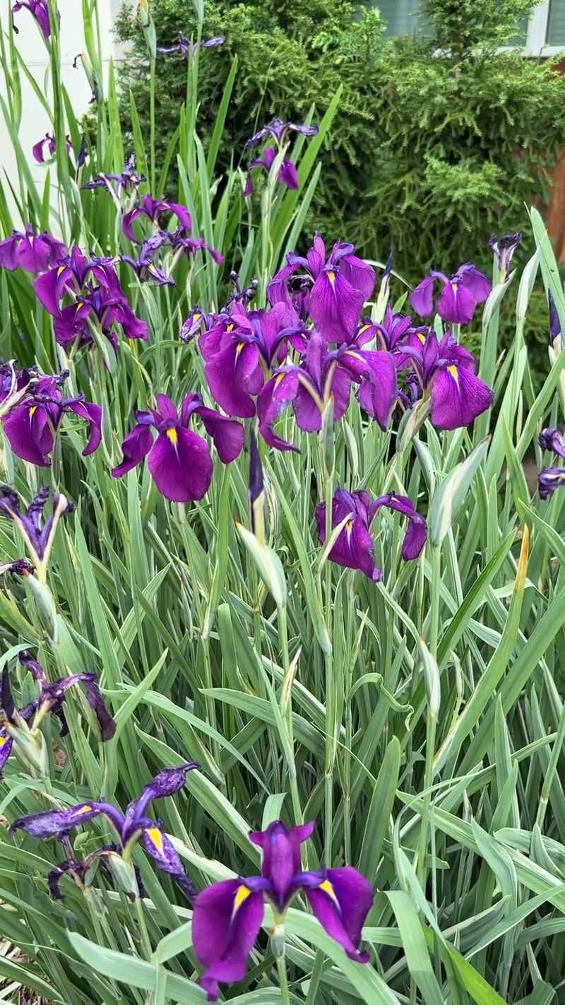 Japanese Iris