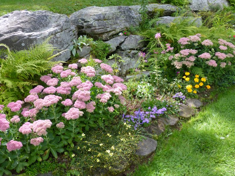 Sedum