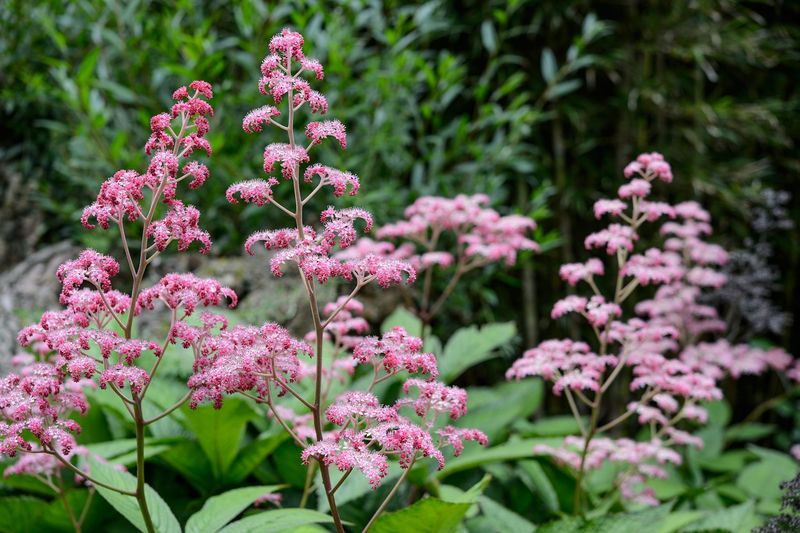 Rodgersia