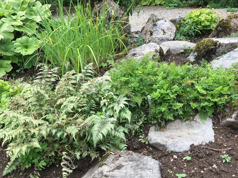 Japanese Painted Ferns Lack Competitive Edge