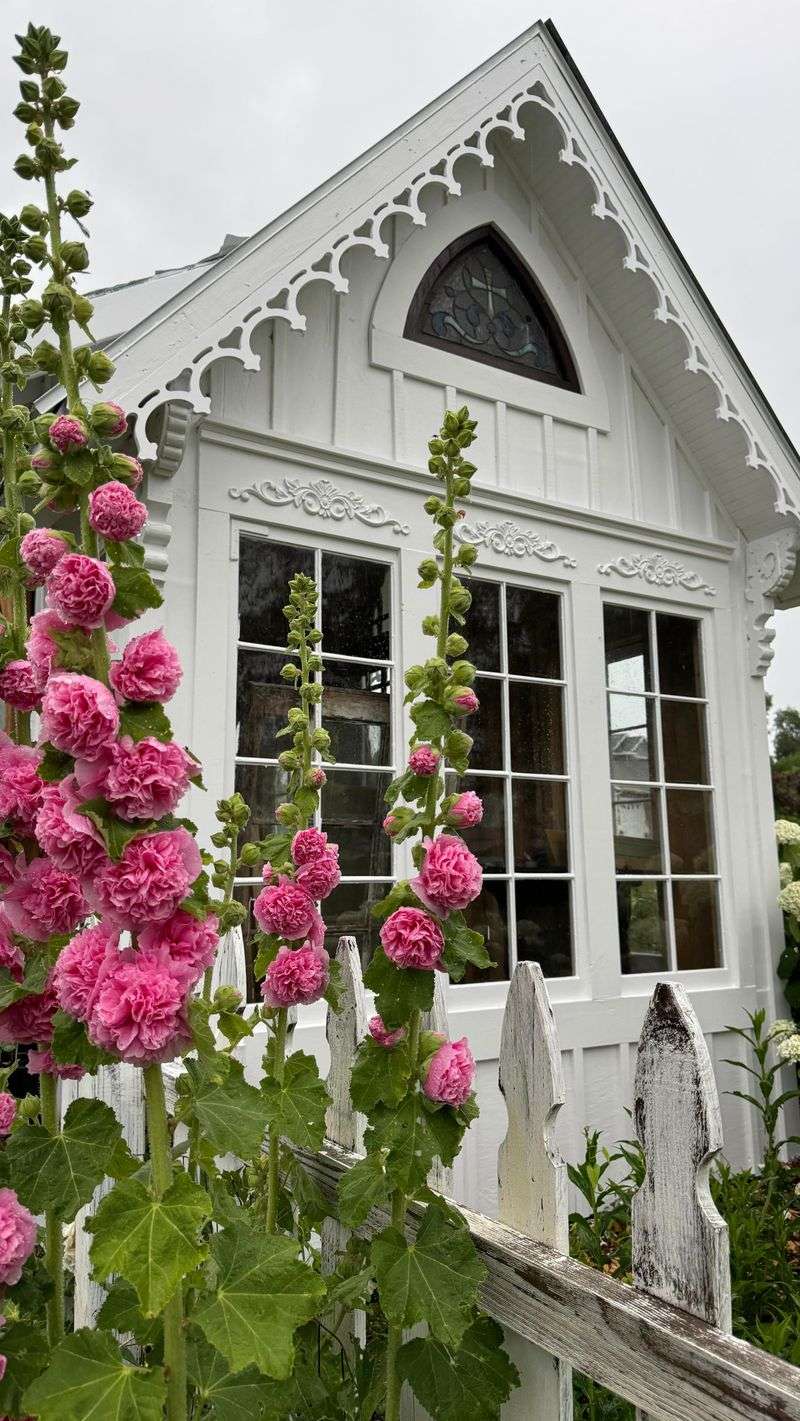 Hollyhocks
