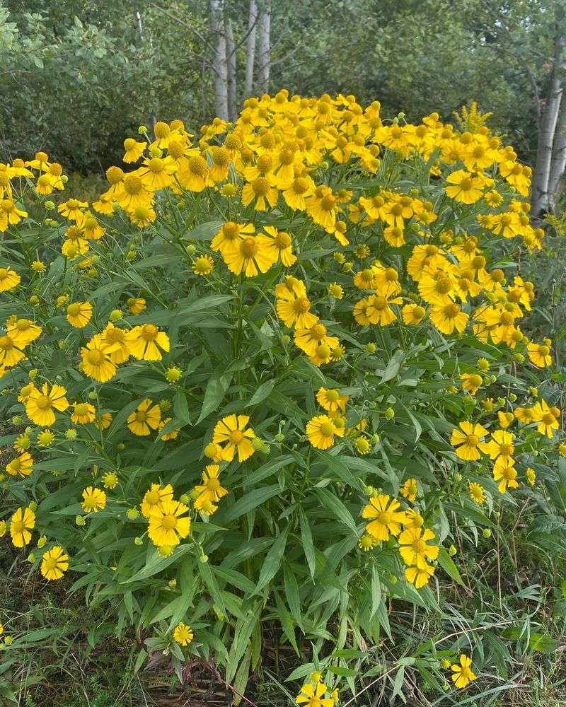 Sneezeweed (Helenium autumnale)