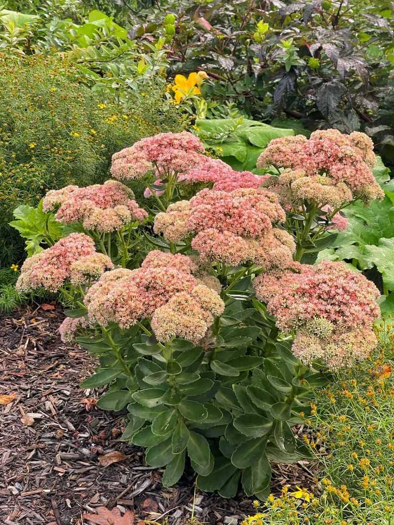 Sedum 'Autumn Joy': Succulent Star That Stays Compact