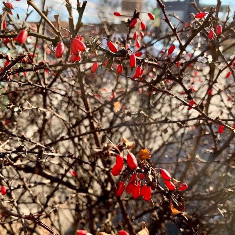 AVOID: Japanese Barberry