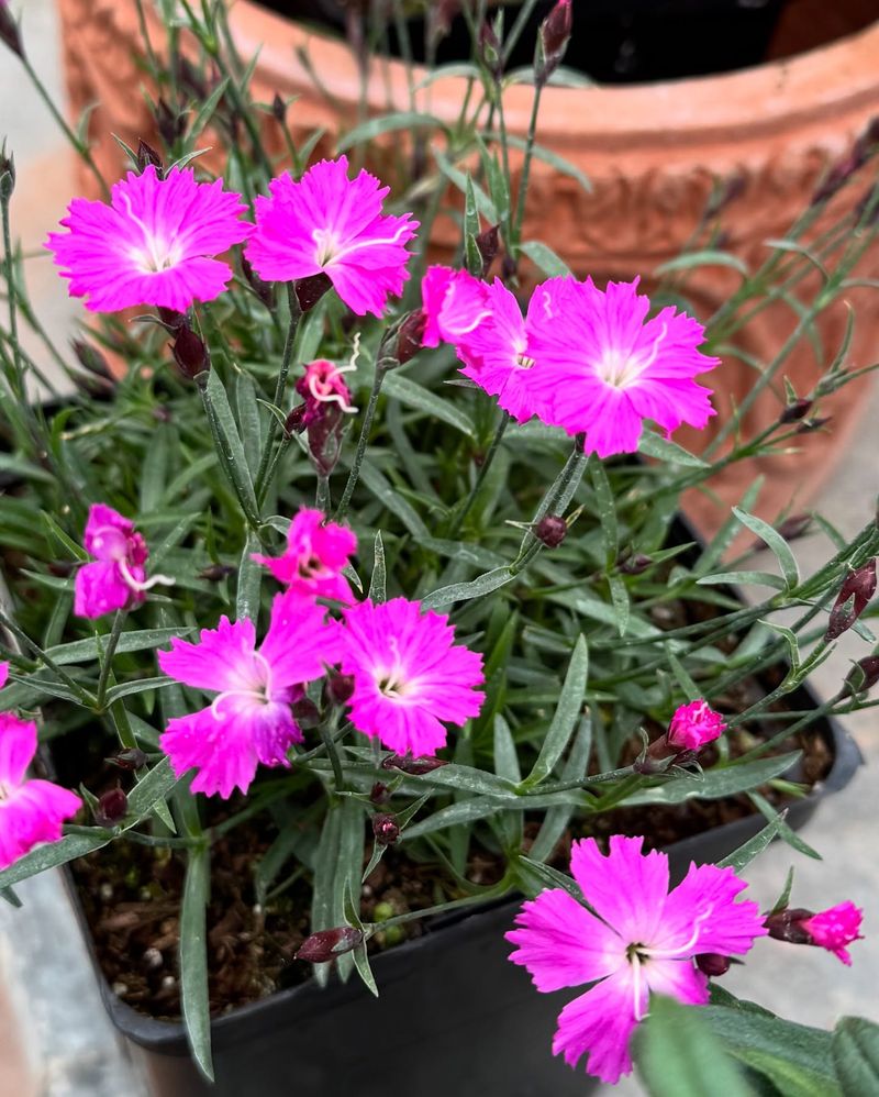 Dianthus: Sweet-Scented Border Gems