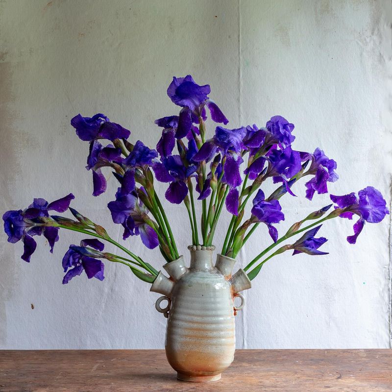 Bearded Iris - Exotic Elegance