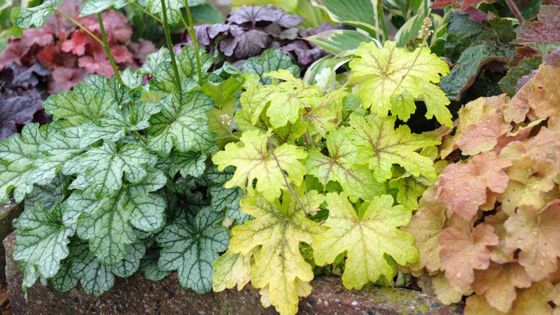 Heuchera Needs Protection