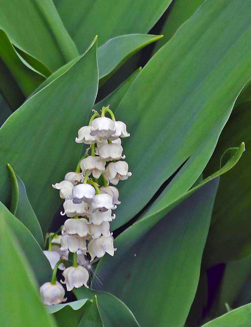 Lily Of The Valley: Sweet-Scented Spreaders Gone Wild