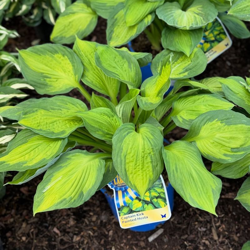 Hosta