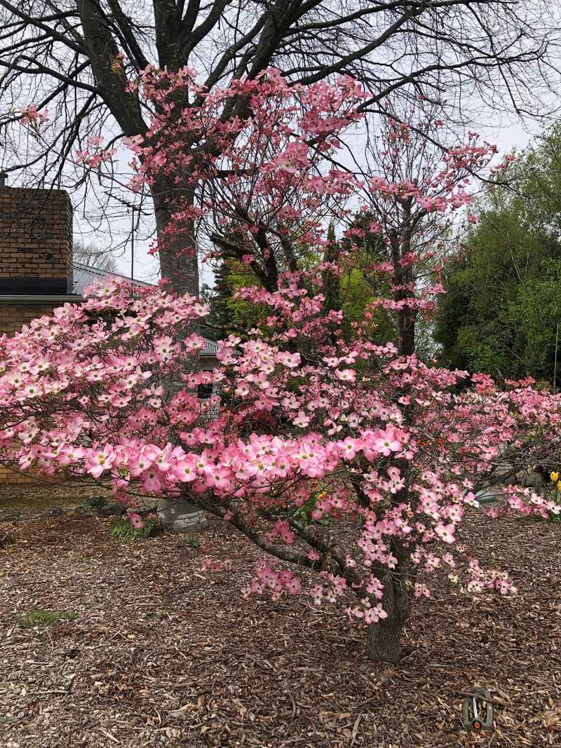 Dogwood Trees Provide Perfect Protective Canopy