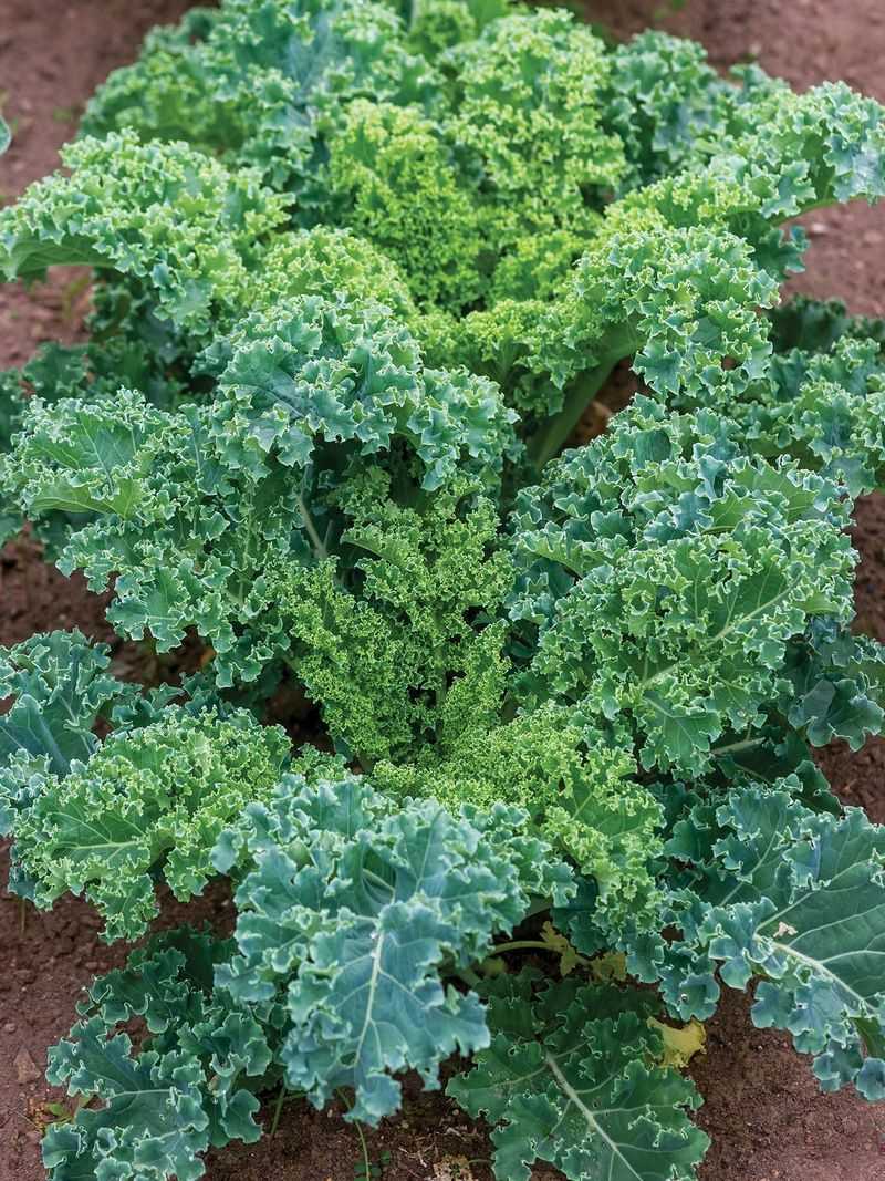 Piccolo Dwarf Kale