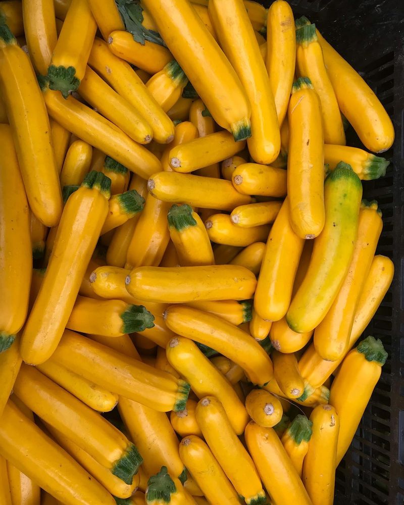 Golden Zucchini
