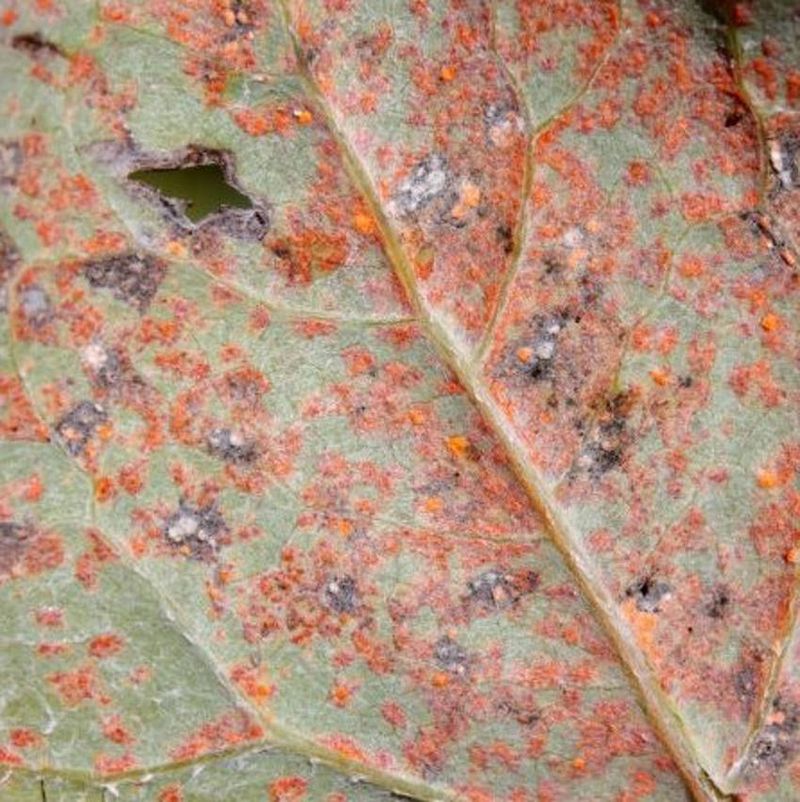 Susceptible to Rust Disease
