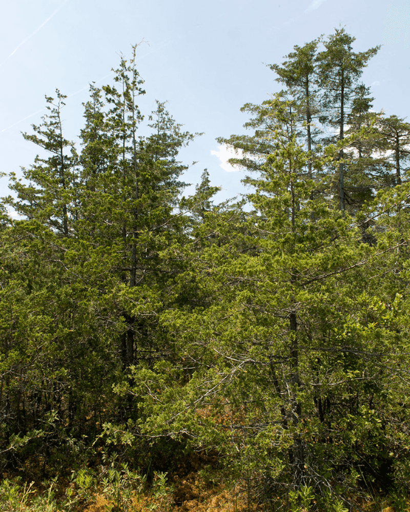 Pitch Pine