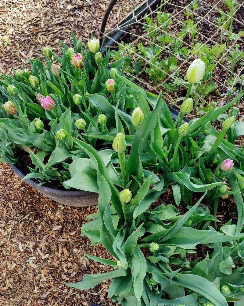 Tulips: Spring's Classic Show (Better Wait)