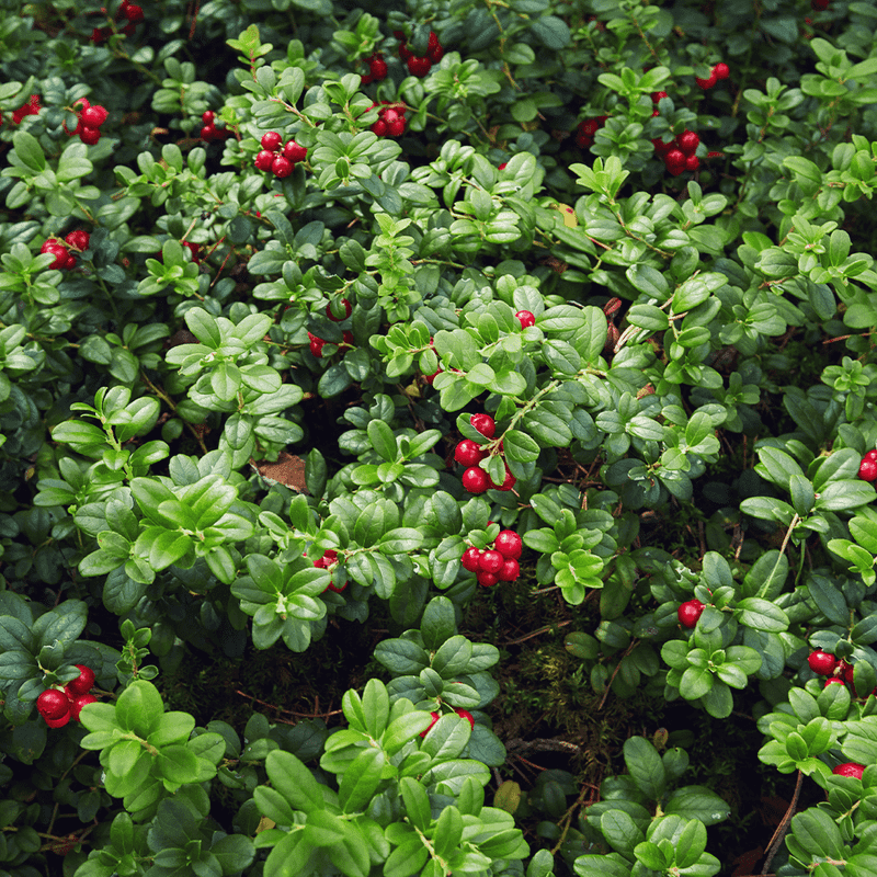 Bearberry