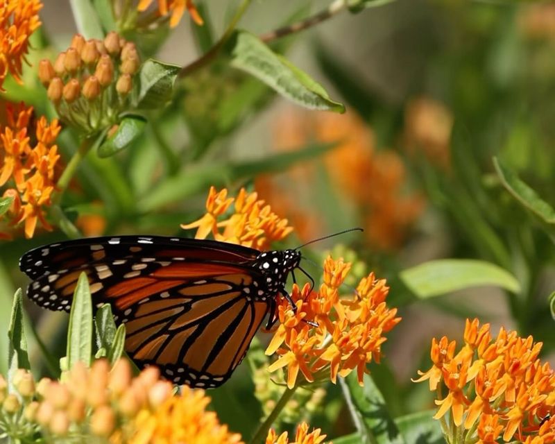 Native Milkweed (Asclepias species)
