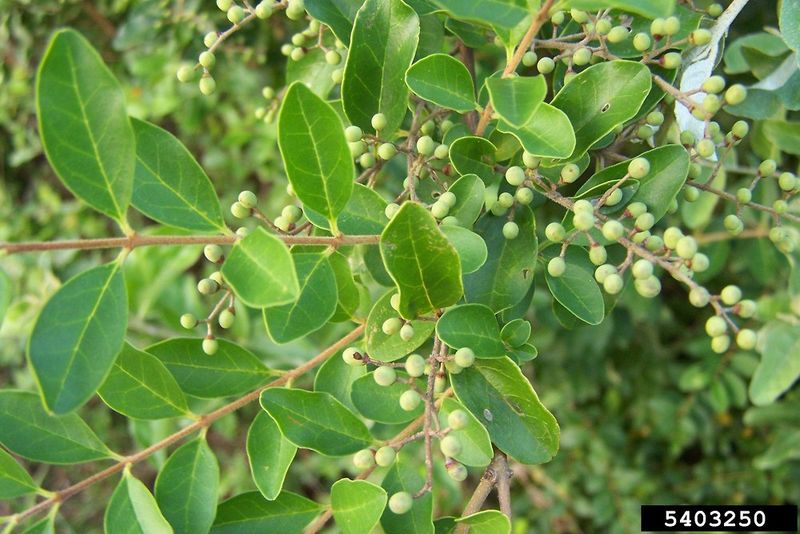 Chinese Privet (Ligustrum sinense)