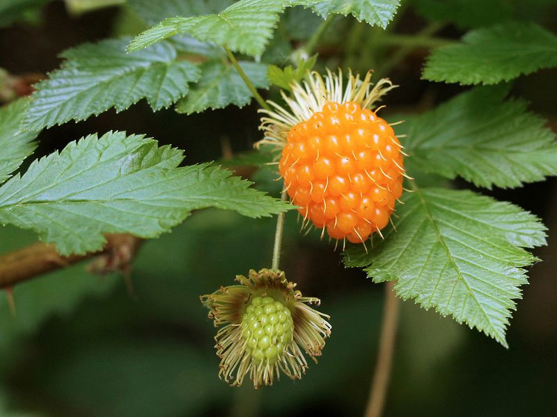 Salmonberries: The Shade Tolerant Treasures