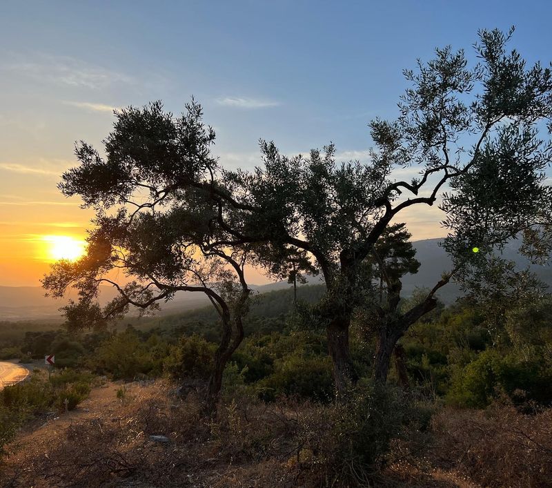 Olive Trees: Ancient Beauty for Modern Yards