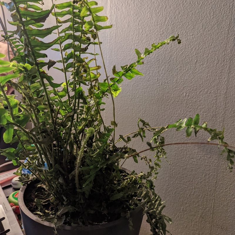 Boston Ferns