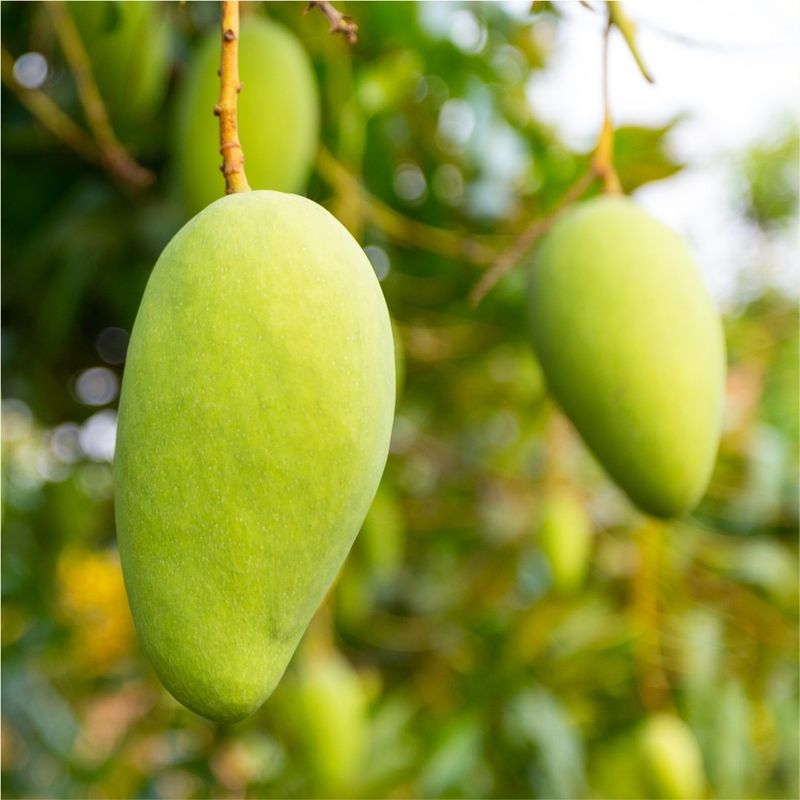 Mangoes