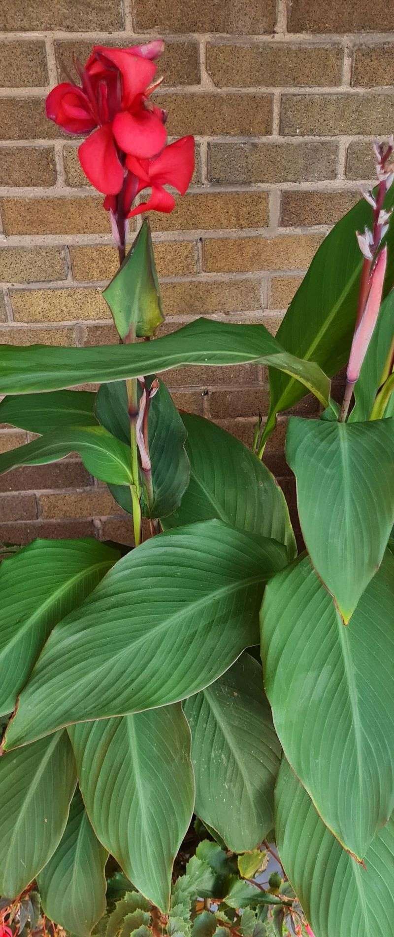 Provide Winter Protection in Cold Climates