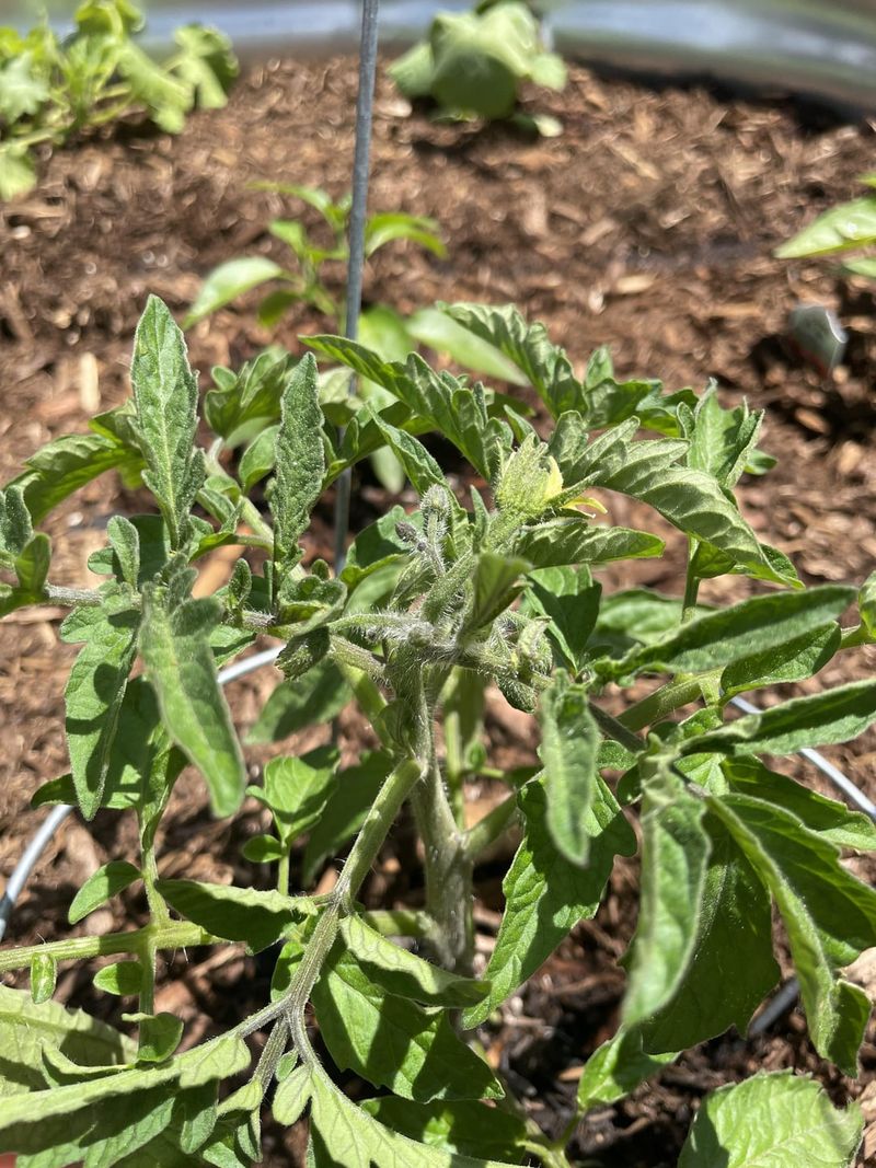 Pinch Off Early Flowers for Stronger Plants