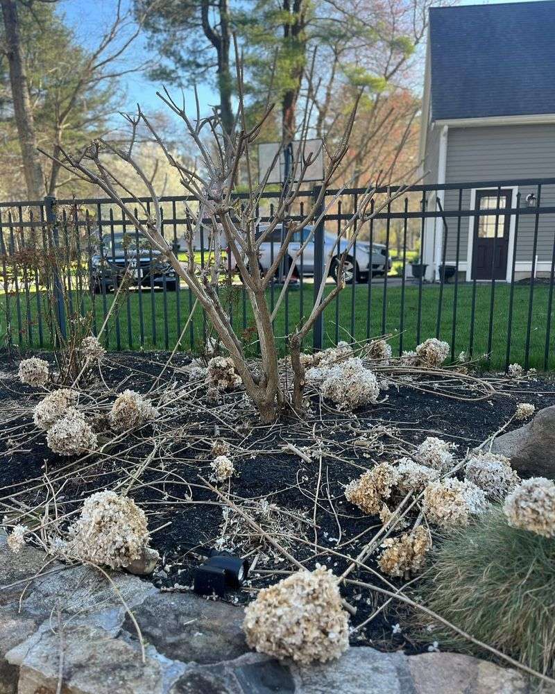 Never Prune in Late Fall or Winter