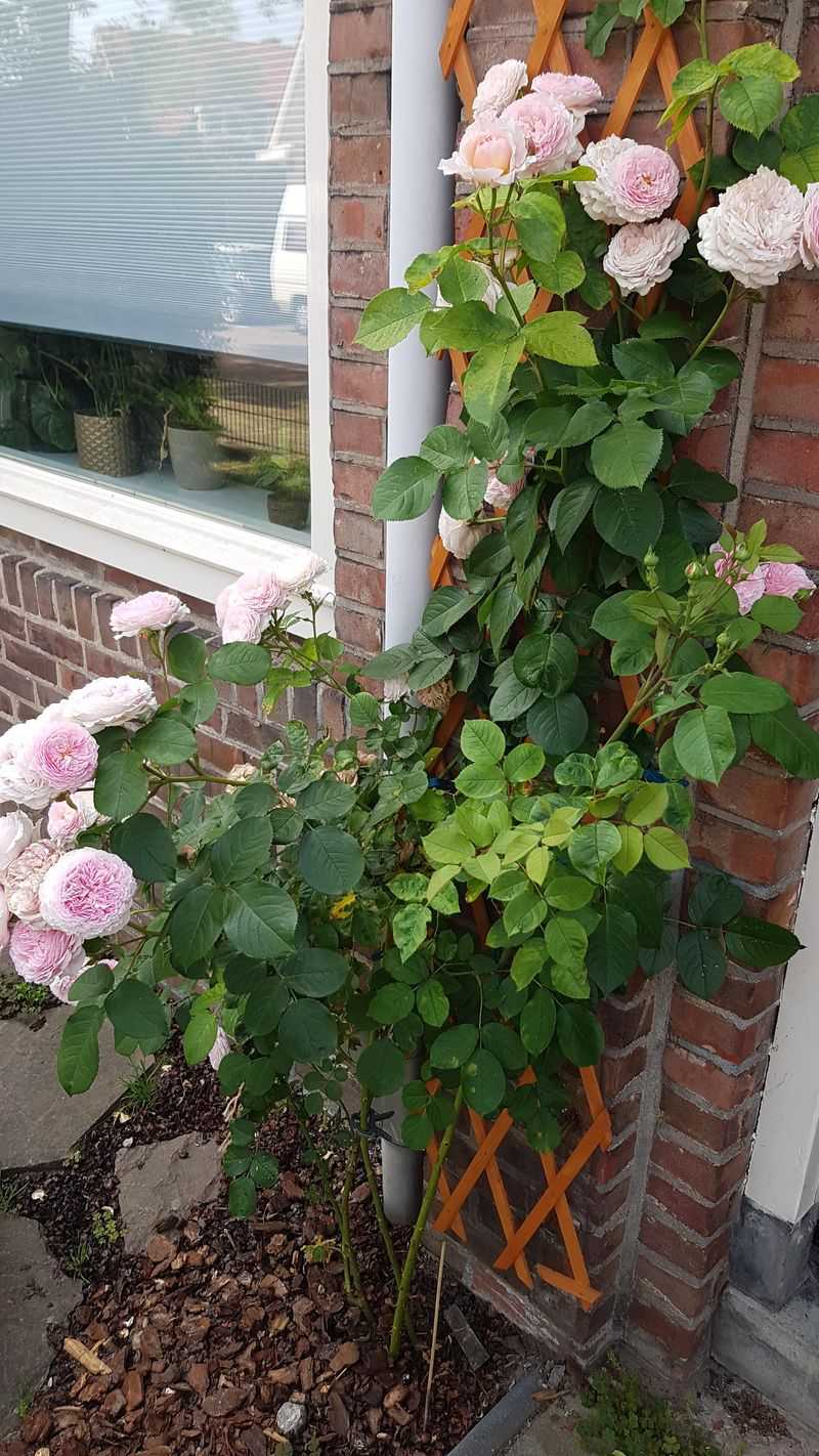 Never Cut More Than One-Third Of The Plant