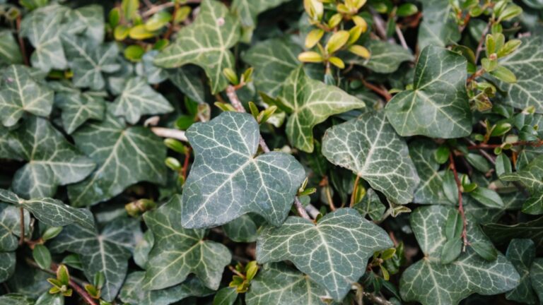 english ivy ground cover