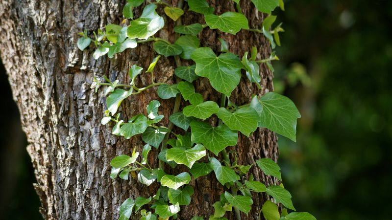 English Ivy