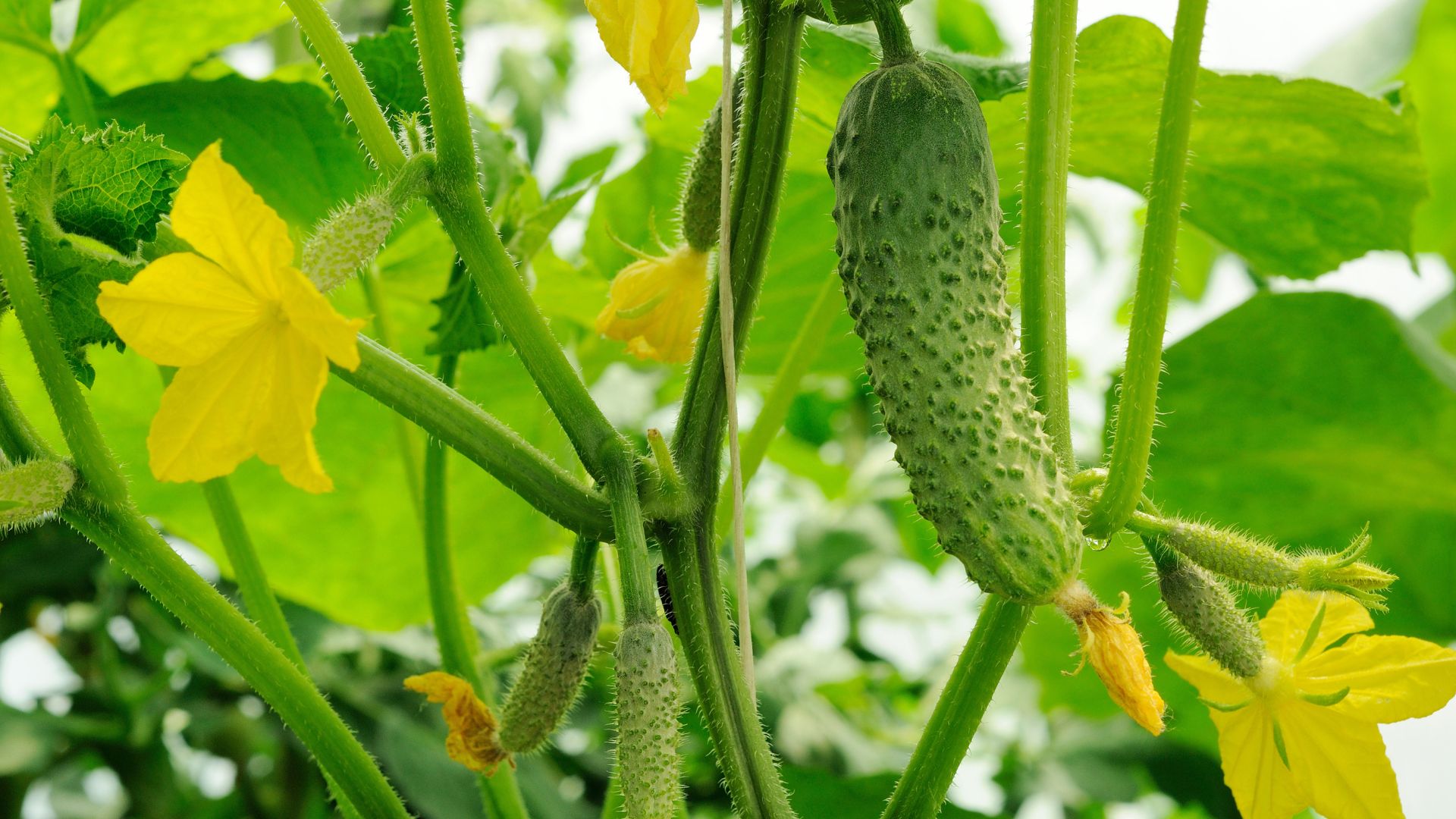 Avoid Planting These With Cucumbers – 17 Bad Pairings For Smaller Crops