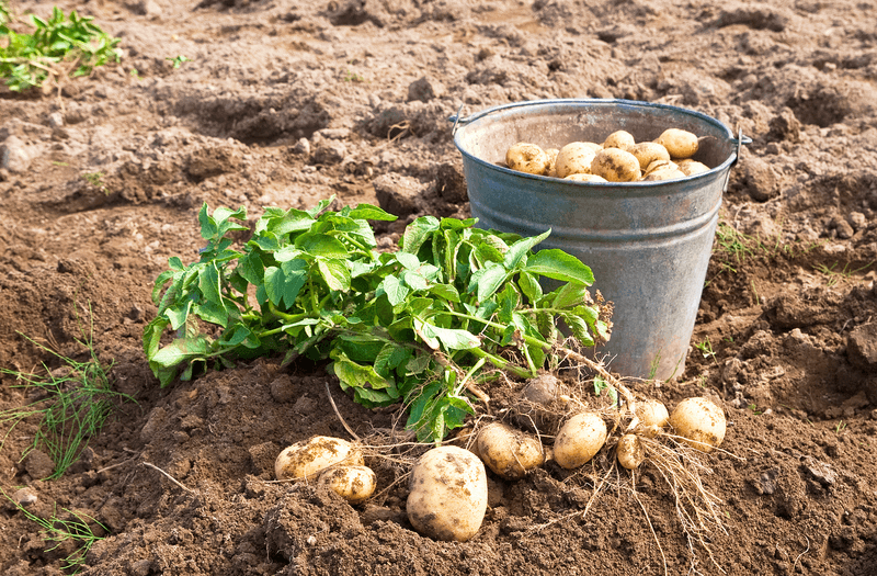 Potatoes