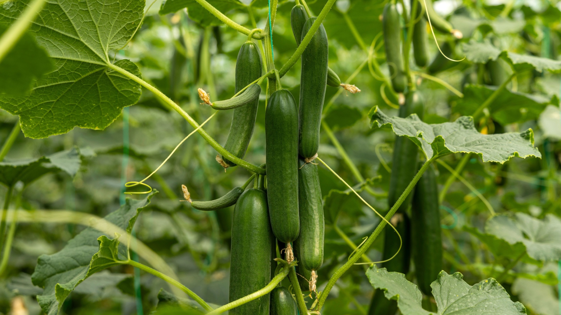 Avoid Planting These With Cucumbers – 18 Worst Pairings For Smaller Crops