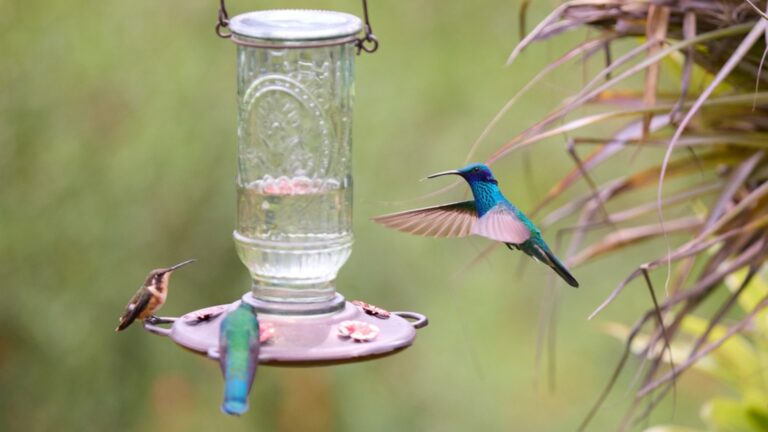 hummingbirds around a feeder
