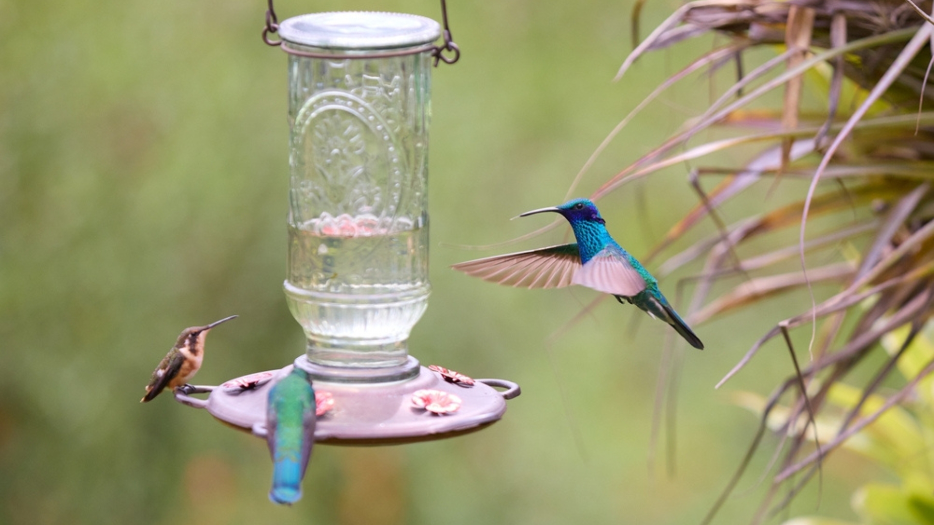 Avoid These 15 Hummingbird Food Mistakes And Try These Natural Alternatives