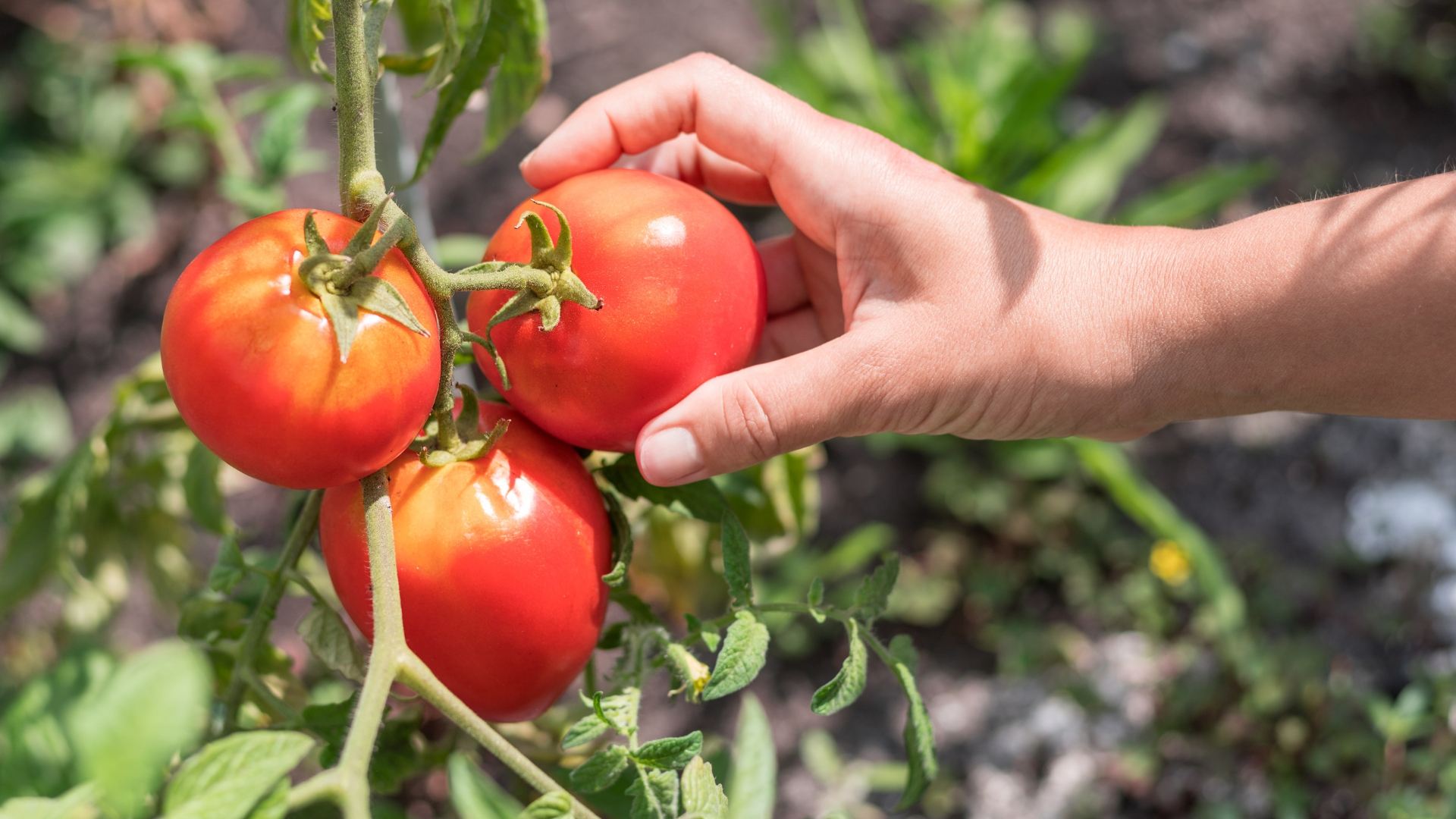 Avoid These 15 Plants Near Tomatoes — And What To Plant Instead