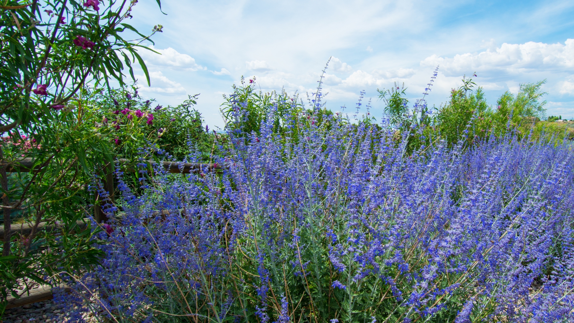 Russian Sage