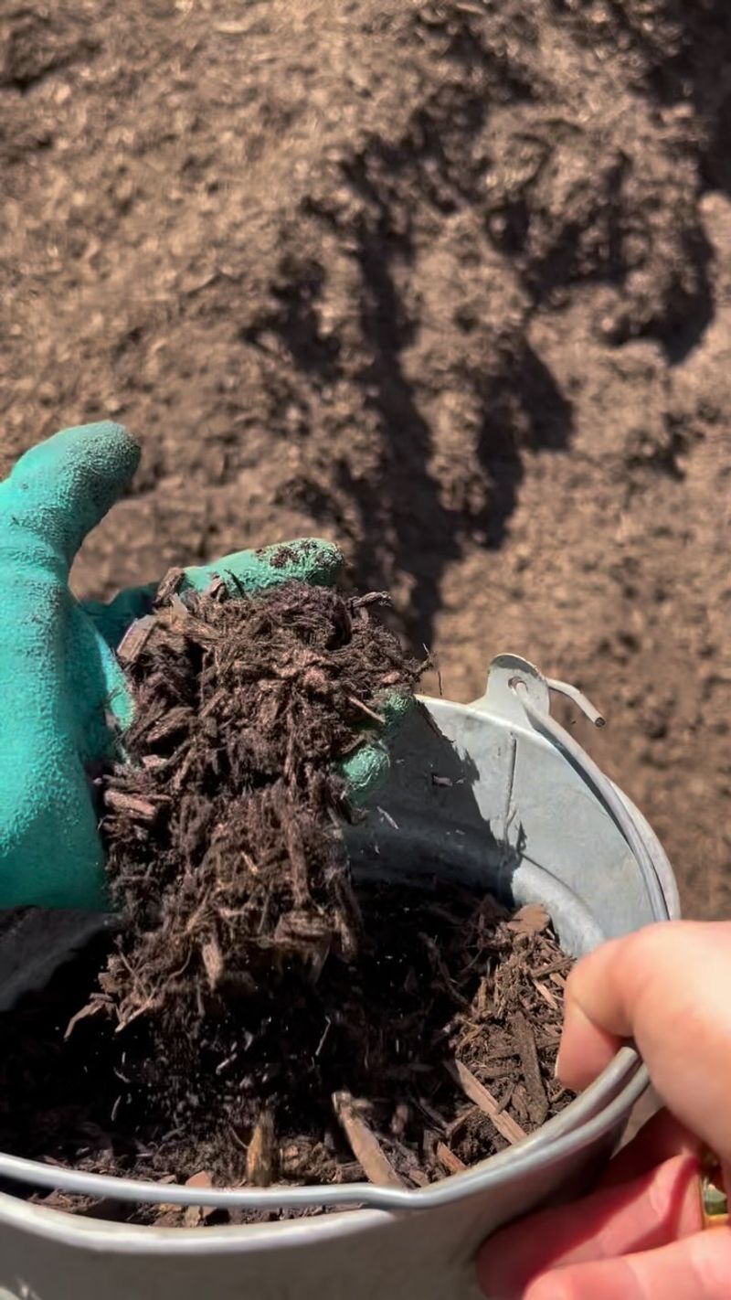 Mulch Newly Planted Areas Immediately