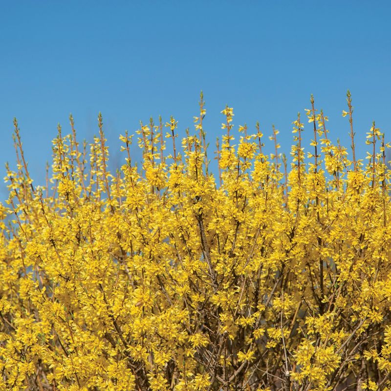 Forsythia