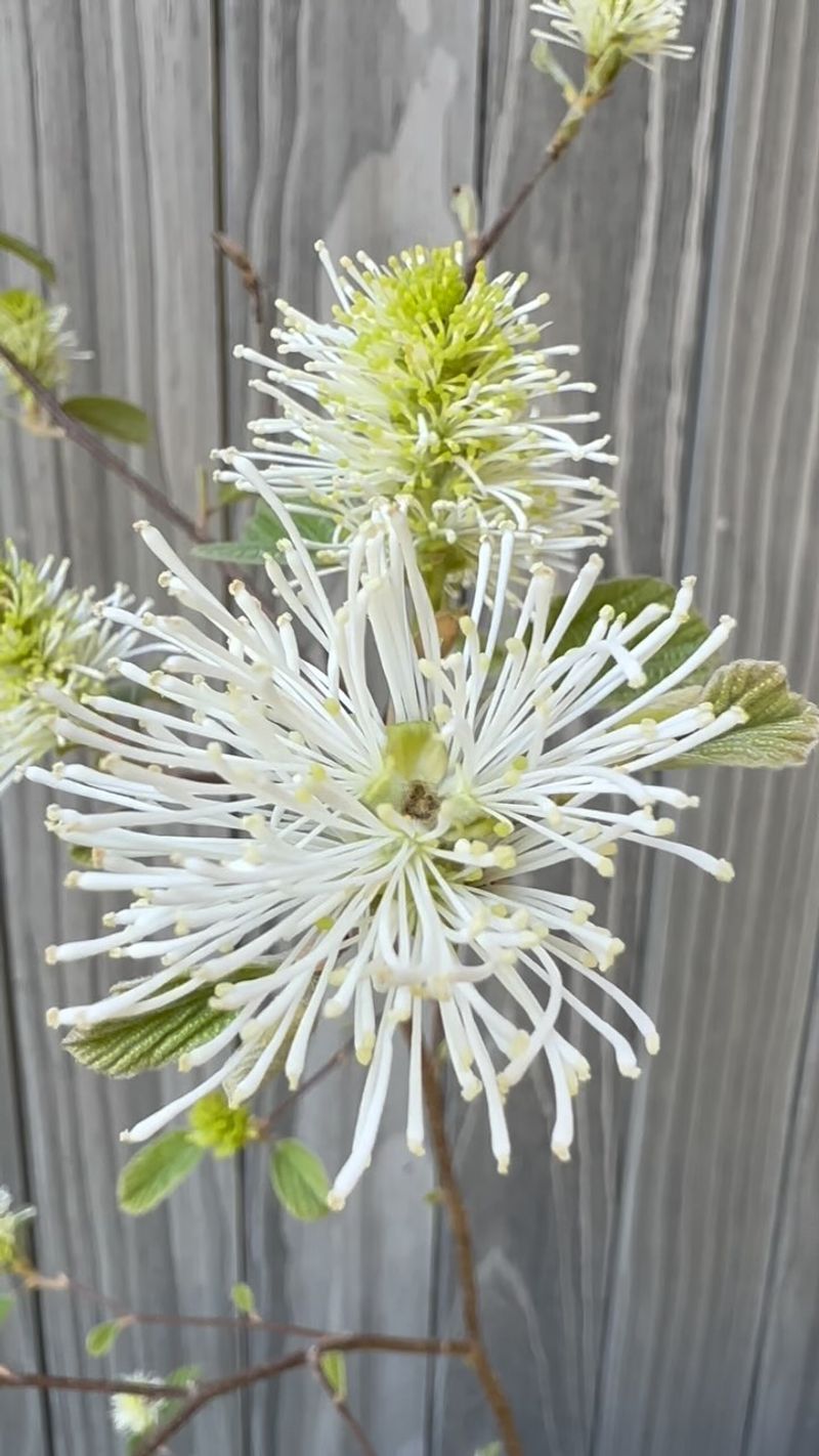 Fothergilla (Witch Alder)