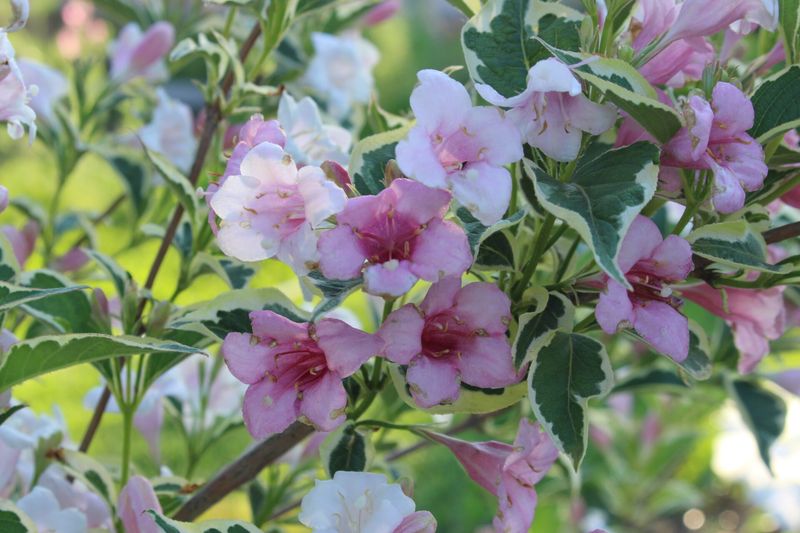 Weigela Flowering Shrub