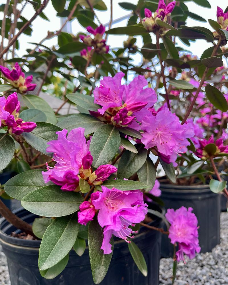 Rhododendrons