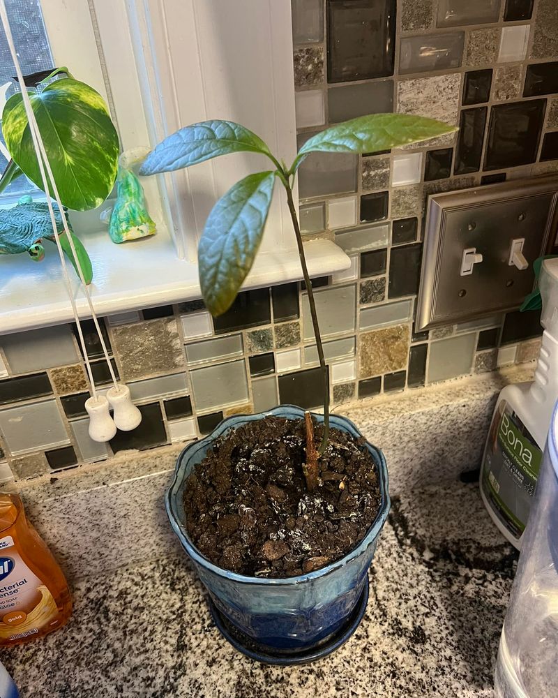 Avocado Trees