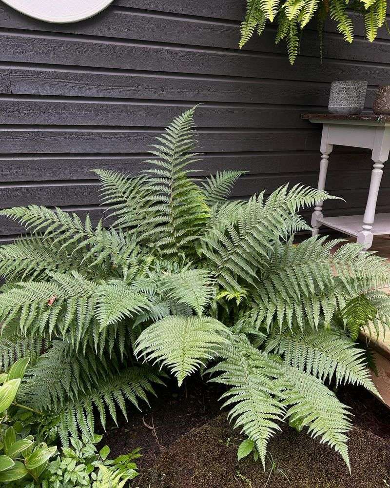 Ferns Boost Soil Moisture Retention