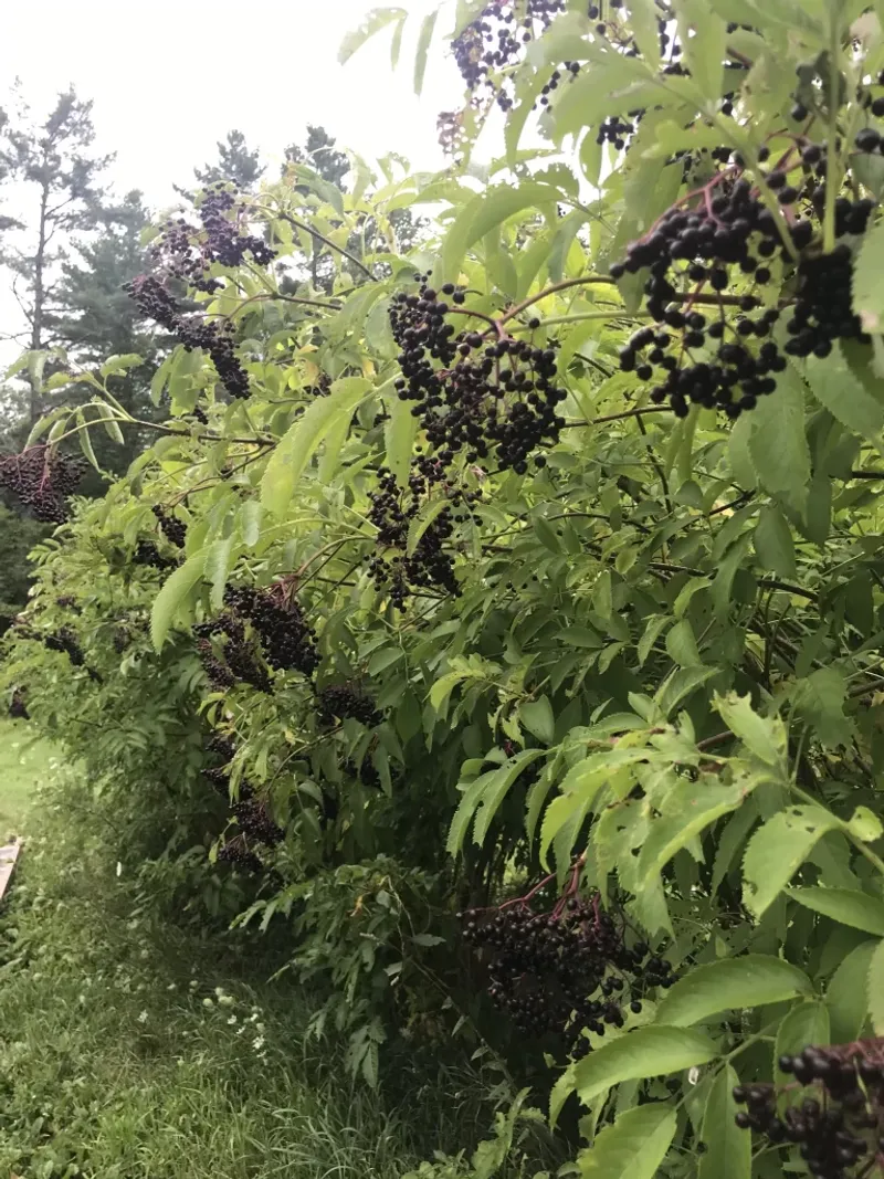BETTER OPTION: Elderberry Bushes and Currant Bushes
