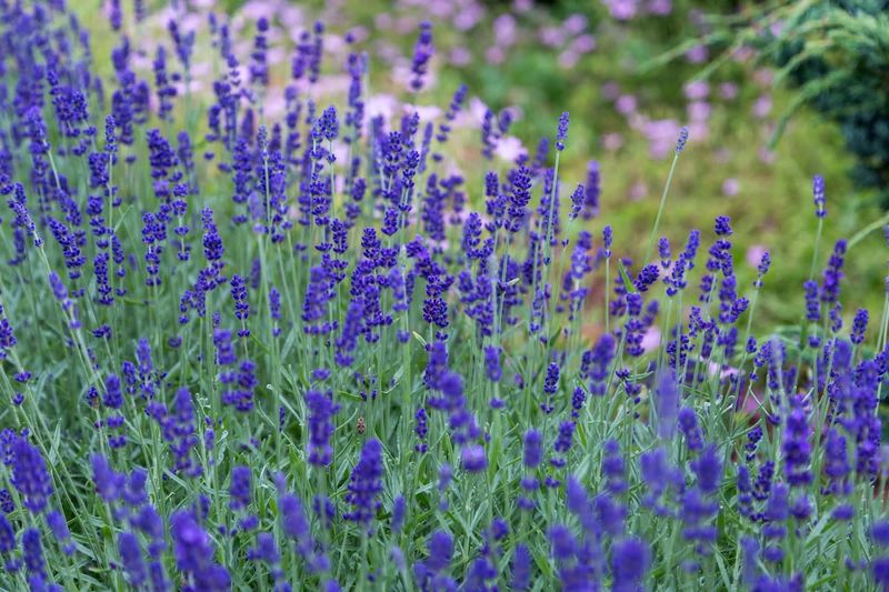 BETTER OPTION: Fig Trees and Lavender Shrubs
