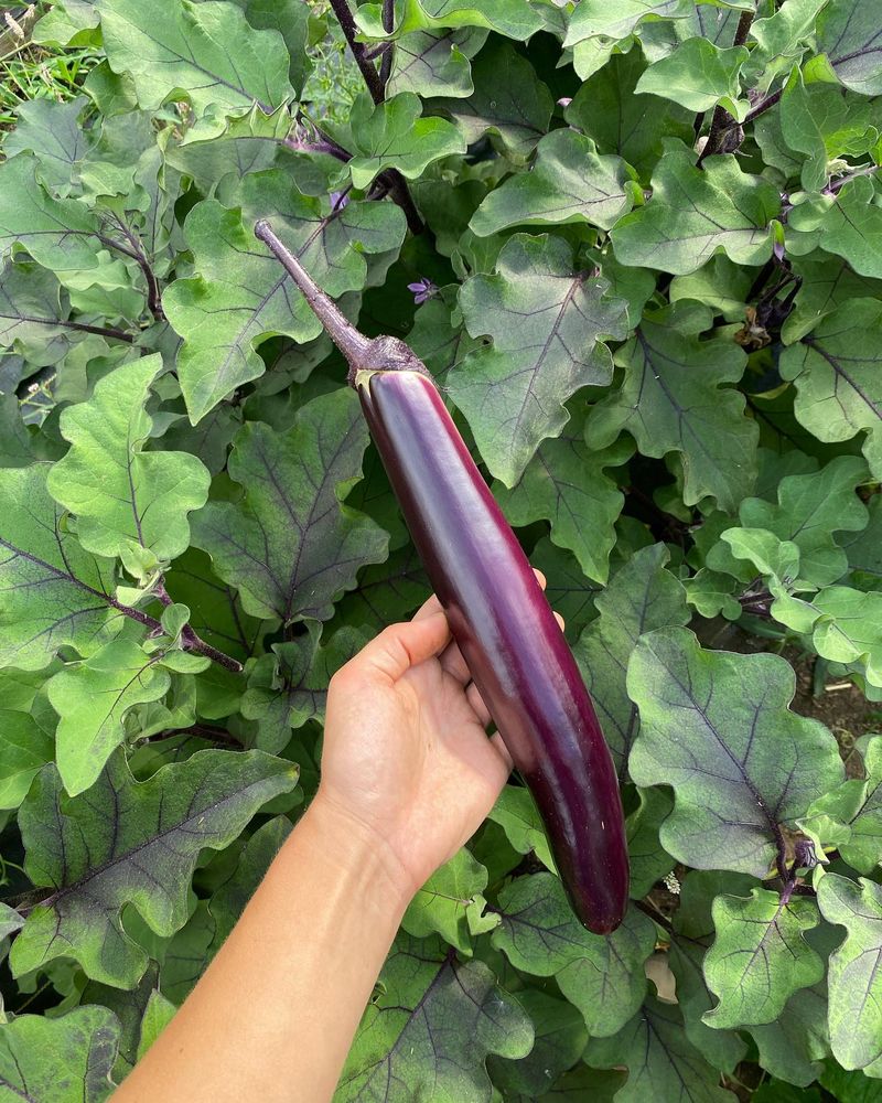 Japanese Eggplant